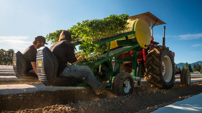 Sustainable Agricultural Practices For Hemp Farmers